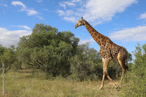 Photography Giraffe / Giraffe / Giraffa camelopardalis