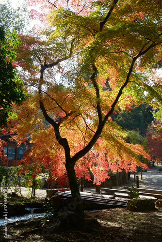 上賀茂神社　境内の紅葉　京都市北区 photo