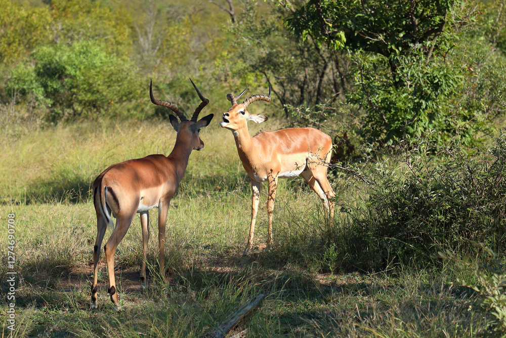 Schwarzfersenantilope / Impala / Aepyceros melampus Schwarzfersenantilope / Impala / Aepyceros melampus