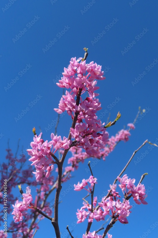 Cercis siliquastrum flowers on blue sky background in Florida nature Cercis siliquastrum flowers on blue sky background in Florida nature