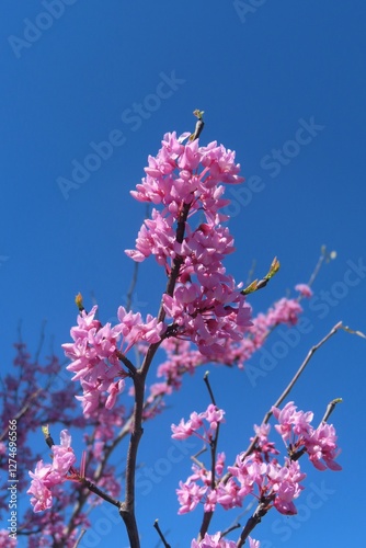 Cercis siliquastrum flowers on blue sky background in Florida nature