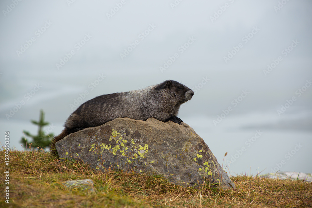 Naklejka premium groundhog on rock