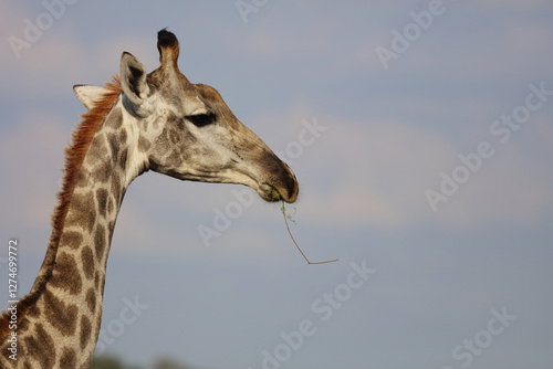 Photography Giraffe / Giraffe / Giraffa camelopardalis