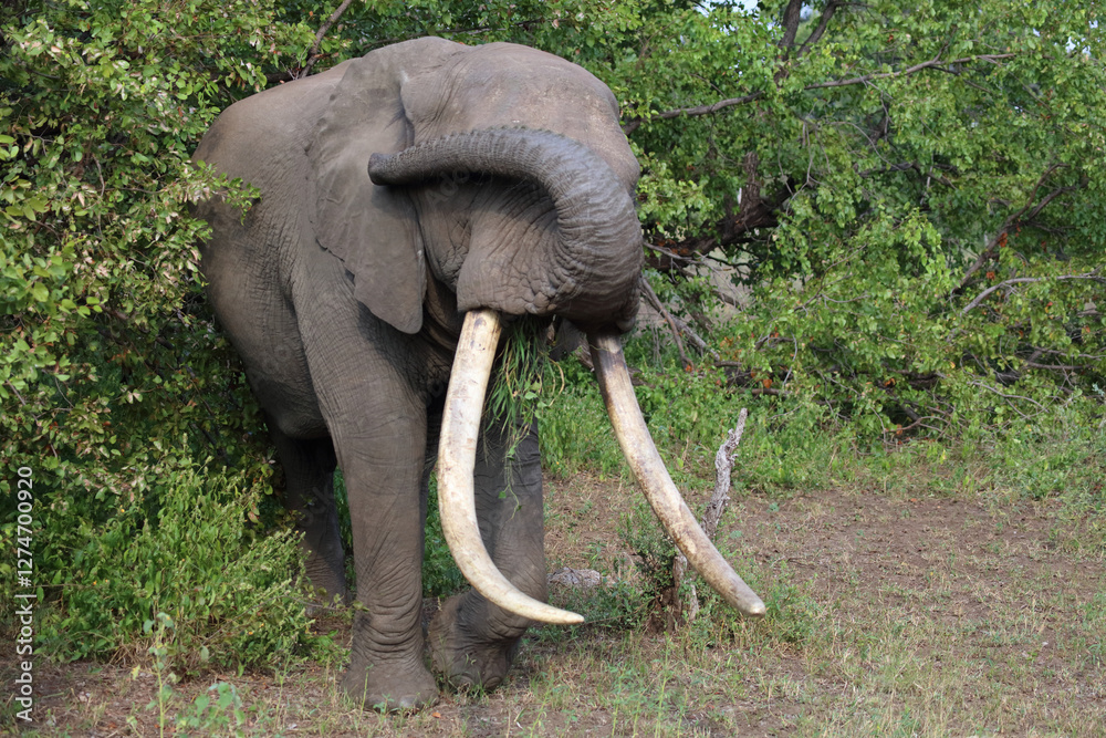 Obraz premium Afrikanischer Elefant / African elephant / Loxodonta africana...