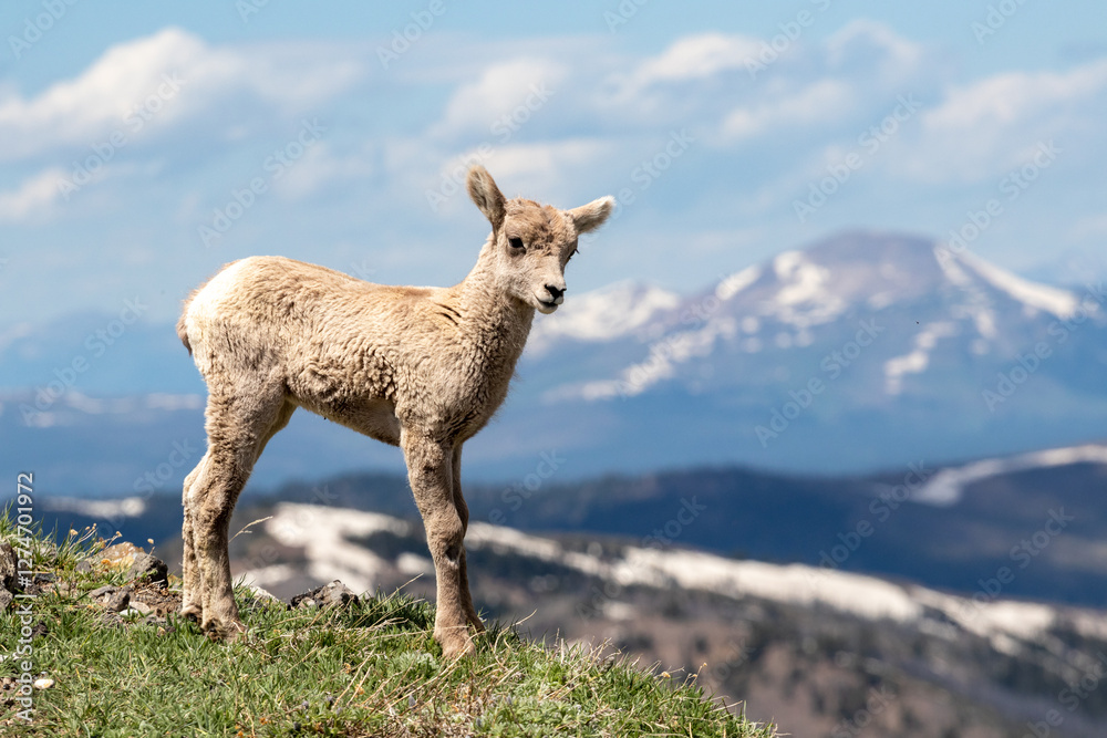 Bighorn Lamb on Mount Wasburn