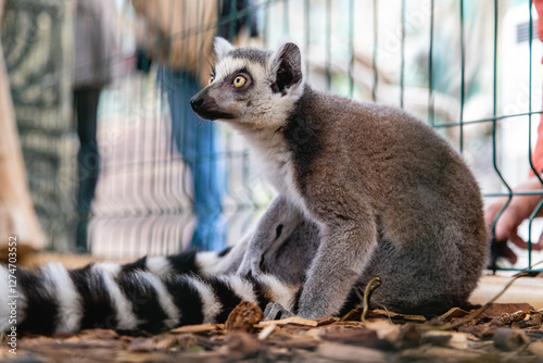 ring tailed lemur