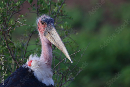 Marabu / Marabou stork / Leptoptilos crumeniferus