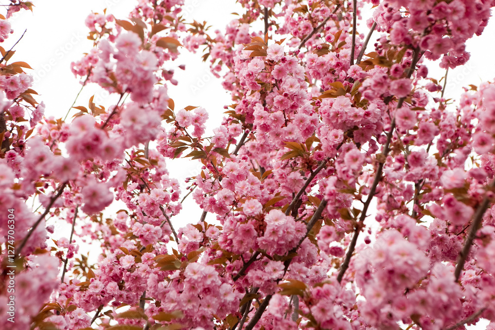 Reaching branches of pink cherry blossoms stretch towards the sky, showcasing nature's vibrant artistry against a clear white background, celebrating spring's renewal. Japanese Sakura Flower Reaching branches of pink cherry blossoms stretch towards the sky, showcasing nature's vibrant artistry against a clear white background, celebrating spring's renewal. Japanese Sakura Flower