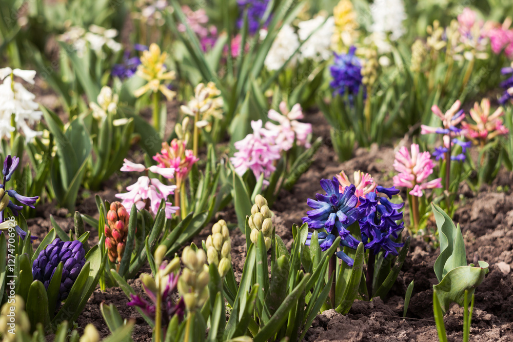 Multicoloured hyacinths in a flowerbed: white, blue and pink flowers, flower buds. Beautiful spring background Multicoloured hyacinths in a flowerbed: white, blue and pink flowers, flower buds. Beautiful spring background