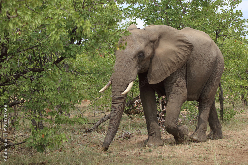 Fototapeta premium Afrikanischer Elefant / African elephant / Loxodonta africana