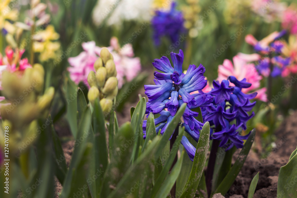 Fototapeta premium Dark blue hyacinth blooming among pink and yellow hyacinths in the garden in spring, floral background