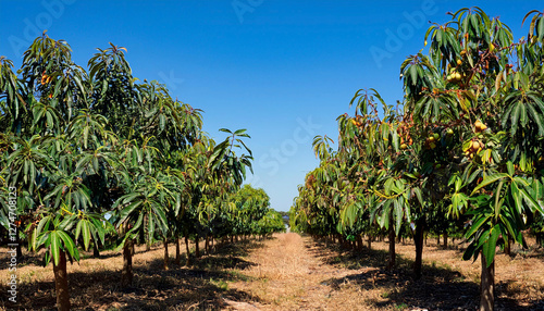 Sunlit mango orchard at midday, with lush trees bearing ripe fruit, bathed in direct sunlight against a clear blue sky photo