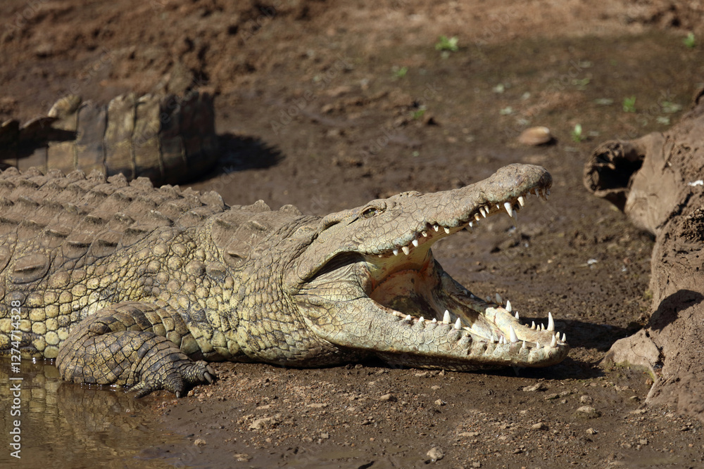 Fototapeta premium Nilkrokodil / Nile crocodile / Crocodylus niloticus..