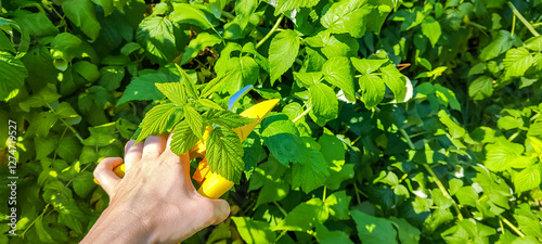 A gardener manually cuts a raspberry bush with a bypass pruner. Pruning of raspberry and blackberry bushes with bypass secateurs. Dacha and vegetable garden, gardening, bush care.