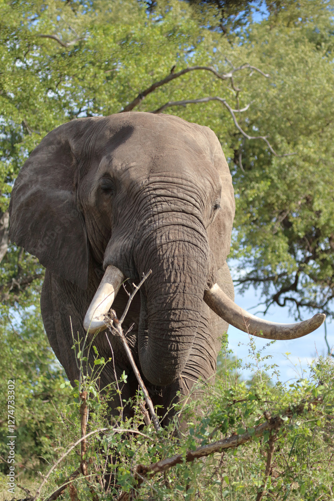 Fototapeta premium Afrikanischer Elefant / African elephant / Loxodonta africana..