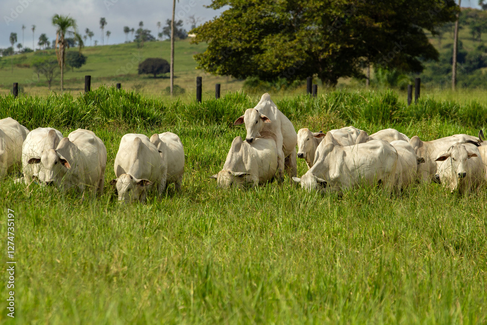 Um pequeno rebanho bovino no pasto verde e fresco. Um pequeno rebanho bovino no pasto verde e fresco.