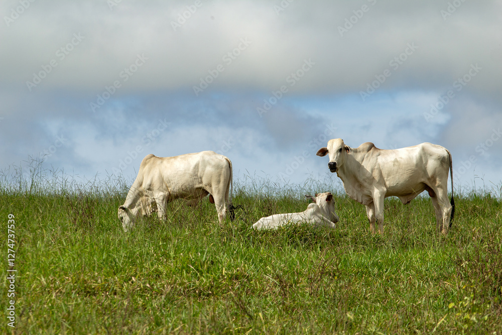 Obraz premium Três bois pastando no campo em dia de clima ameno e céu nublado