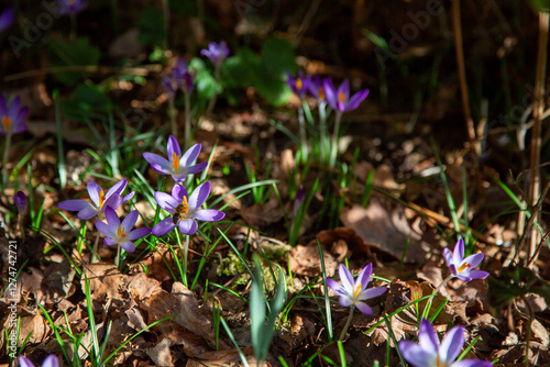 Mauve woodland crocuses blooming in dappled spring sunshine among last autumn leaves. Renewal. Growth.