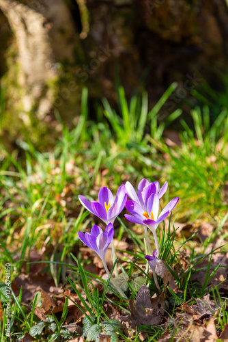 Mauve woodland crocuses blooming in bright spring sunshine among fresh grass. Awakening. Growth.