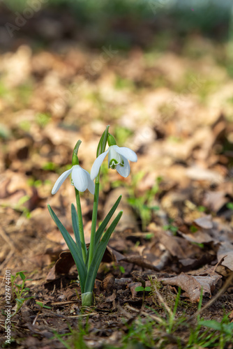 Solitary snowdrop (Galanthus nivalis) blooming in soft morning light among last season autumn leaves. Peaceful. Growth. Beauty.