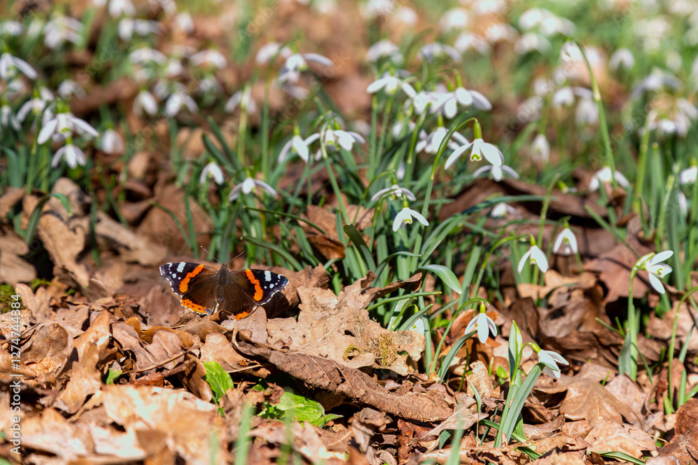 Snowdrops (Galanthus nivalis) in morning sun with red admiral butterfly warming its wings. Snowdrops (Galanthus nivalis) in morning sun with red admiral butterfly warming its wings.