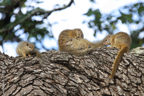 Ockerfußbuschhörnchen / Tree squirrel / Paraxerus cepapi photo