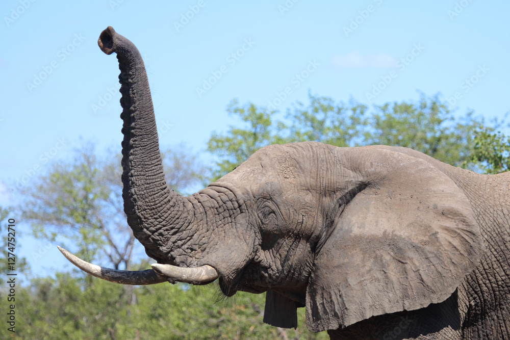 Obraz premium Afrikanischer Elefant / African elephant / Loxodonta africana