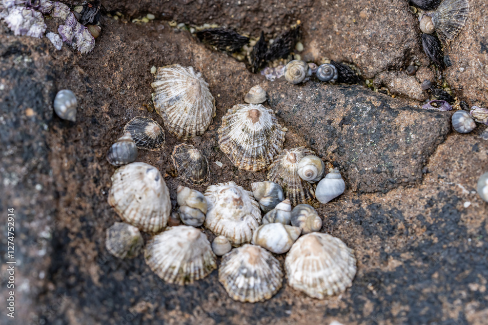 The False 'Opihi or False limpet otherwise known as Siphonaria normalis is an air breathing sea snail that shares its appearance with true limpets. Diamond Head Beach Park, Honolulu, Oahu Hawaii. The False 'Opihi or False limpet otherwise known as Siphonaria normalis is an air breathing sea snail that shares its appearance with true limpets. Diamond Head Beach Park, Honolulu, Oahu Hawaii.