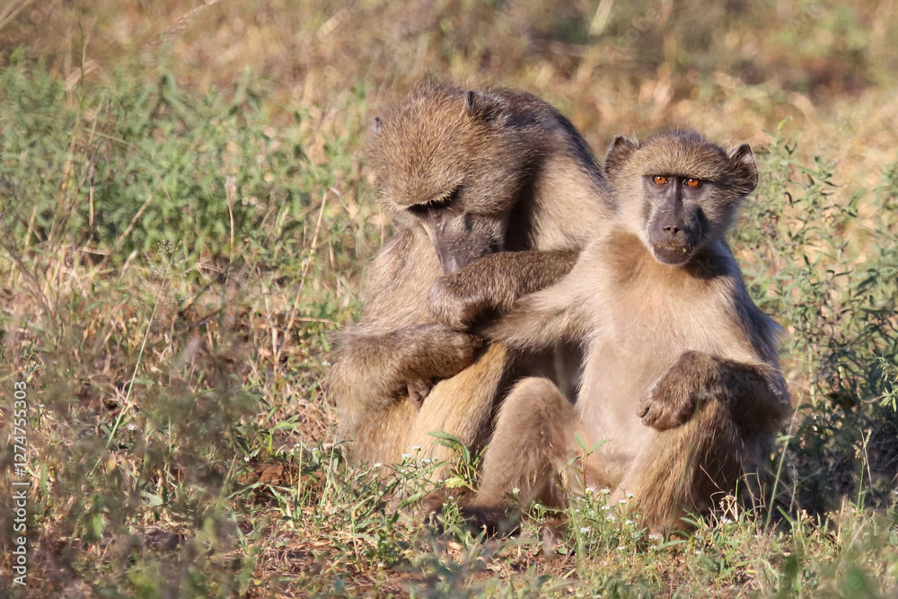 Bärenpavian / Chacma baboon / Papio ursinus Bärenpavian / Chacma baboon / Papio ursinus