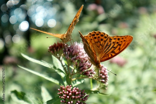 Two silver-washed fritillary butterflies are feeding on the flowers of a hemp agrimony plant in a sunny summer meadow