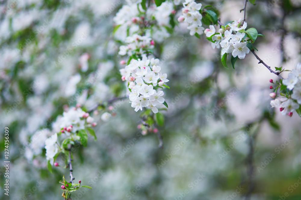 Beautiful white apple tree in full bloom on a spring day. Beautiful white apple tree in full bloom on a spring day.