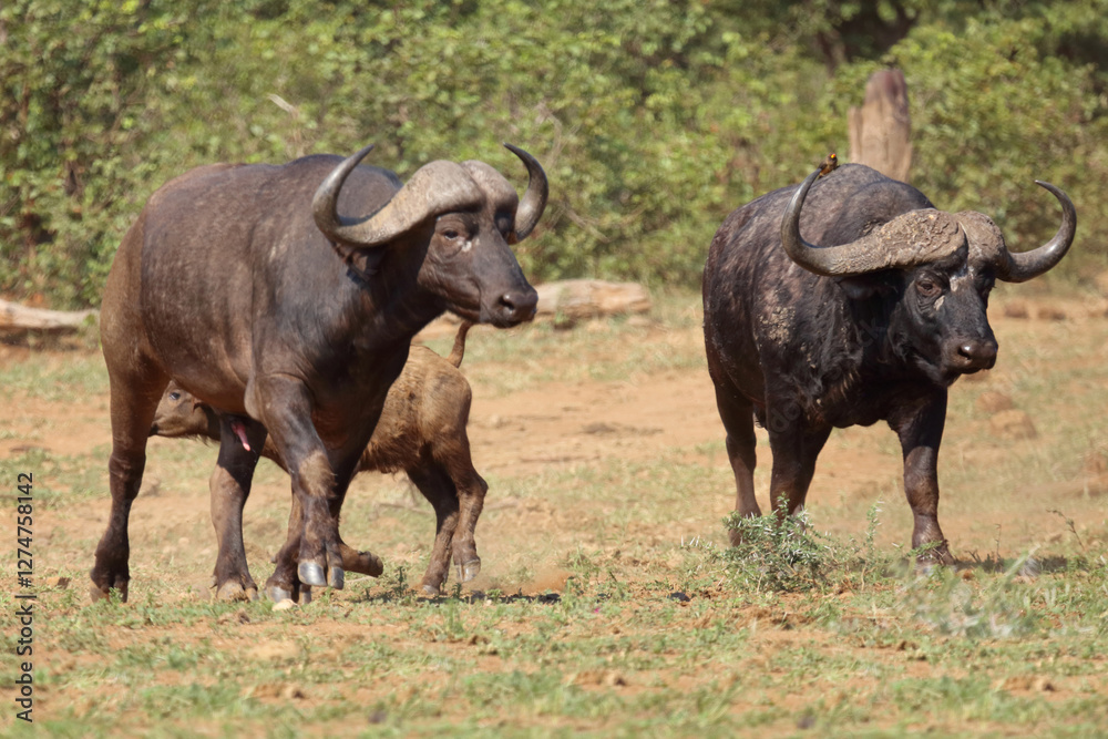 Kaffernbüffel / African buffalo / Syncerus caffer. Kaffernbüffel / African buffalo / Syncerus caffer.
