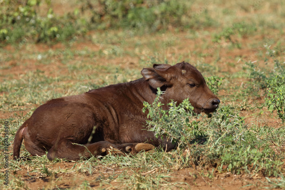 Fototapeta premium Kaffernbüffel / African buffalo / Syncerus caffer.