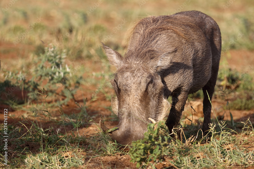 Warzenschwein / Warthog / Phacochoerus africanus Warzenschwein / Warthog / Phacochoerus africanus