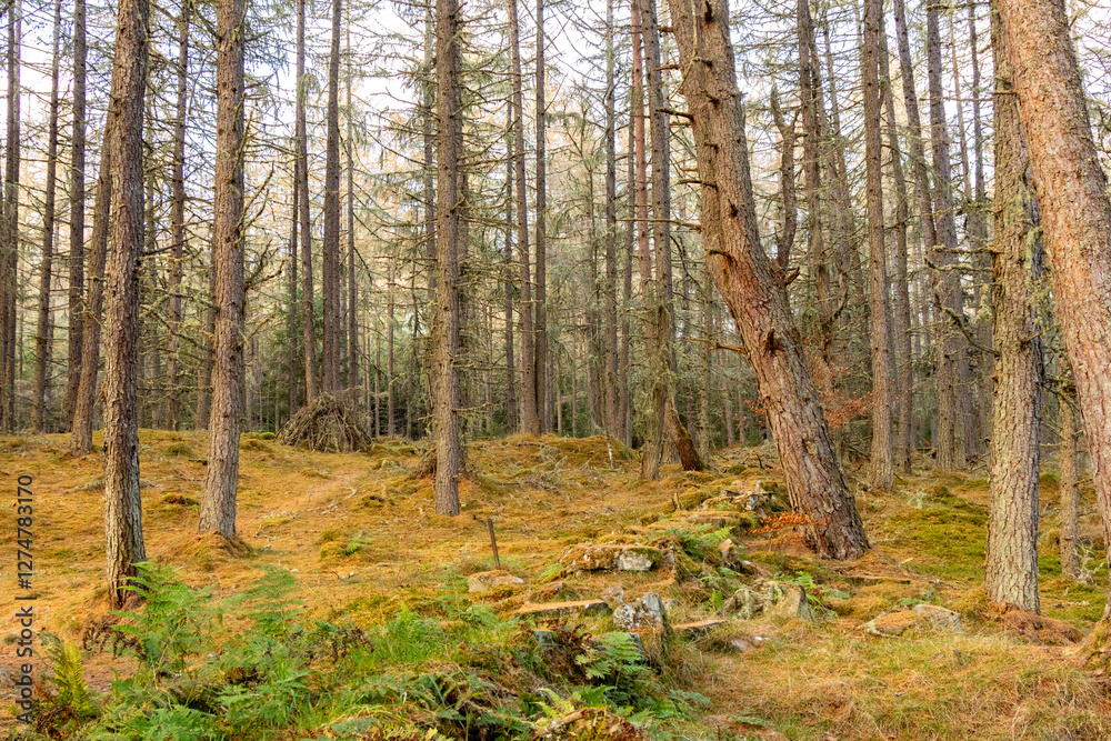Obraz premium The Scottish Highlands Has An Abundance Of Trees Arranged In Many Different Ways