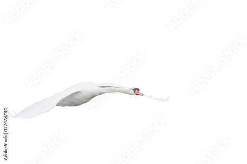 Fototapeta Naklejka Na Ścianę i Meble -  adult mute swan in flight on white background and cut out