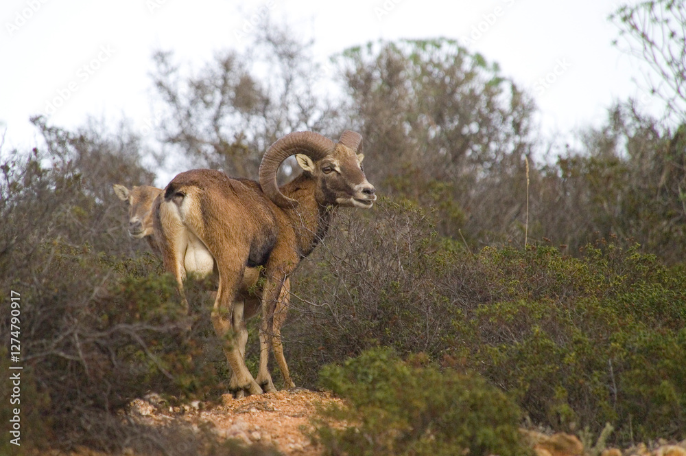 mountain goat in the mountains, Mouflon - Ovis musimon. Isla dell'Asinara National Park. Sassari. Sardinia. Italy. mountain goat in the mountains, Mouflon - Ovis musimon. Isla dell'Asinara National Park. Sassari. Sardinia. Italy.