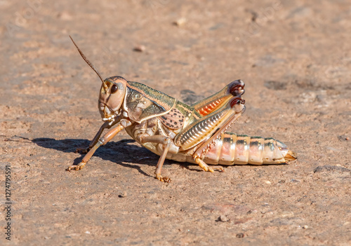 Plains Lubber Grasshopper