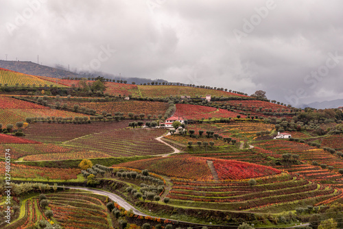 
32 / 5 000
Wine field in Douro Portugal