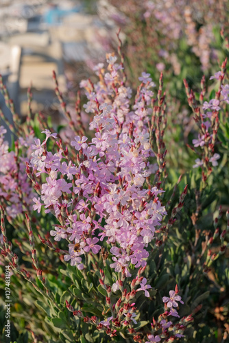Strauch-Strandflieder (Limoniastrum monopetalum)