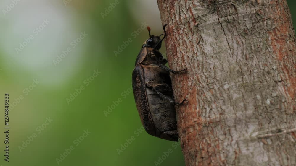 The golden bronze beetle is crawling on the wooden surface macro shot. Insects of Bali wildlife nature. Diversity of fauna in tropical forest. Entomology, beetle species. Biodiversity ecosystem The golden bronze beetle is crawling on the wooden surface macro shot. Insects of Bali wildlife nature. Diversity of fauna in tropical forest. Entomology, beetle species. Biodiversity ecosystem