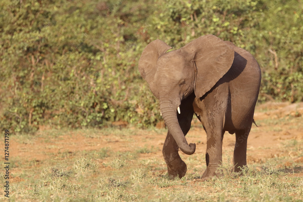 Afrikanischer Elefant / African elephant / Loxodonta africana Afrikanischer Elefant / African elephant / Loxodonta africana