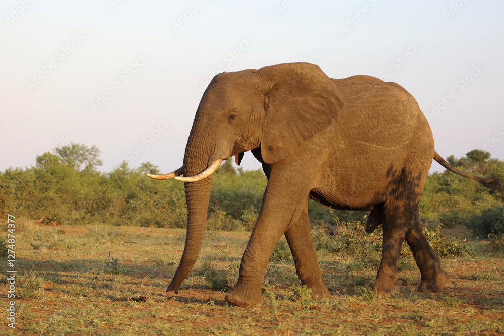 Obraz premium Afrikanischer Elefant / African elephant / Loxodonta africana