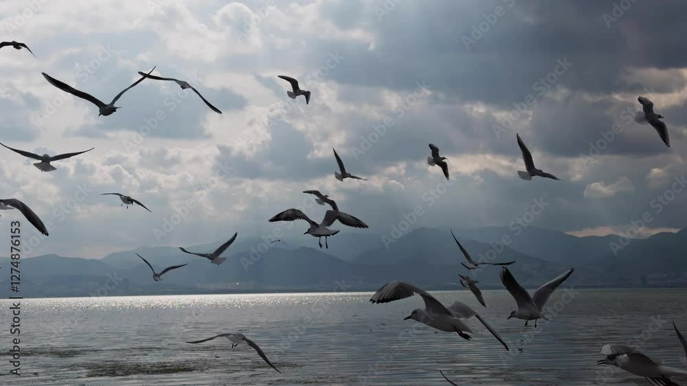 Animal Bird Seagulls Flying in Nature Animal Bird Seagulls Flying in Nature
