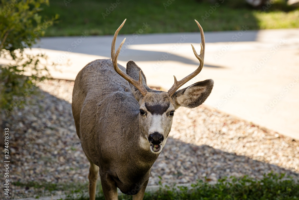 Young white-tailed deer buck on eating on an suburban lawn Young white-tailed deer buck on eating on an suburban lawn