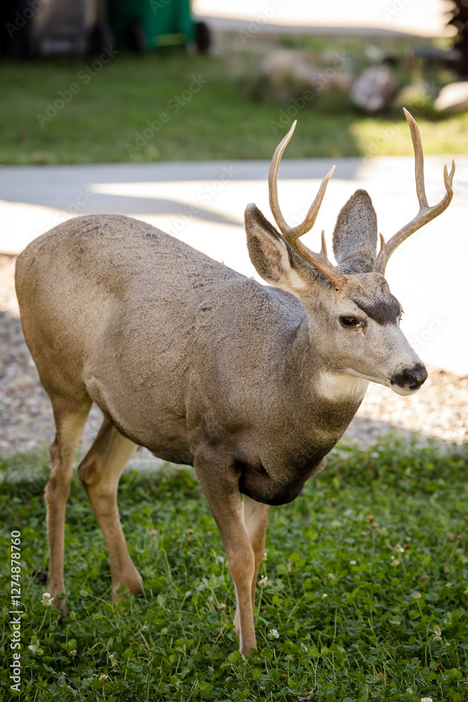 Young white-tailed deer buck on eating on an suburban lawn Young white-tailed deer buck on eating on an suburban lawn