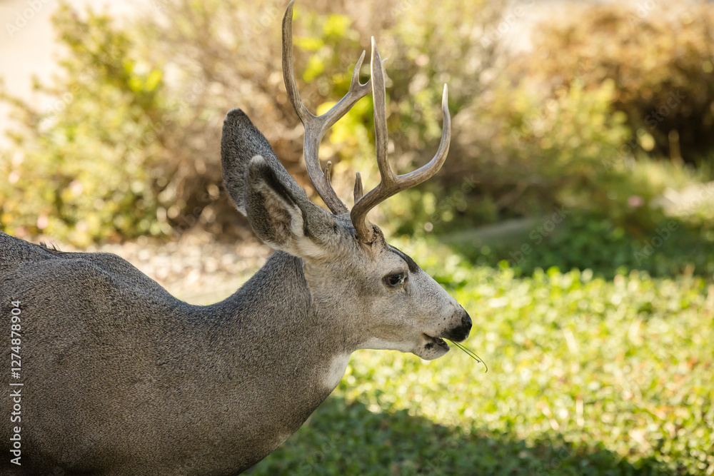 Young white-tailed deer buck on eating on an suburban lawn Young white-tailed deer buck on eating on an suburban lawn
