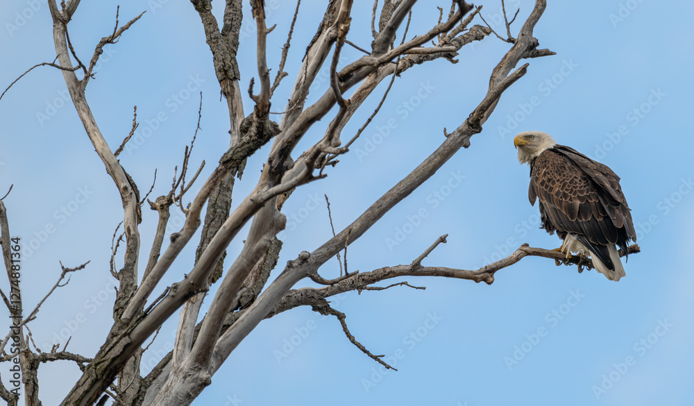 American bald eagle perched in a bare tree in winter. American bald eagle perched in a bare tree in winter.