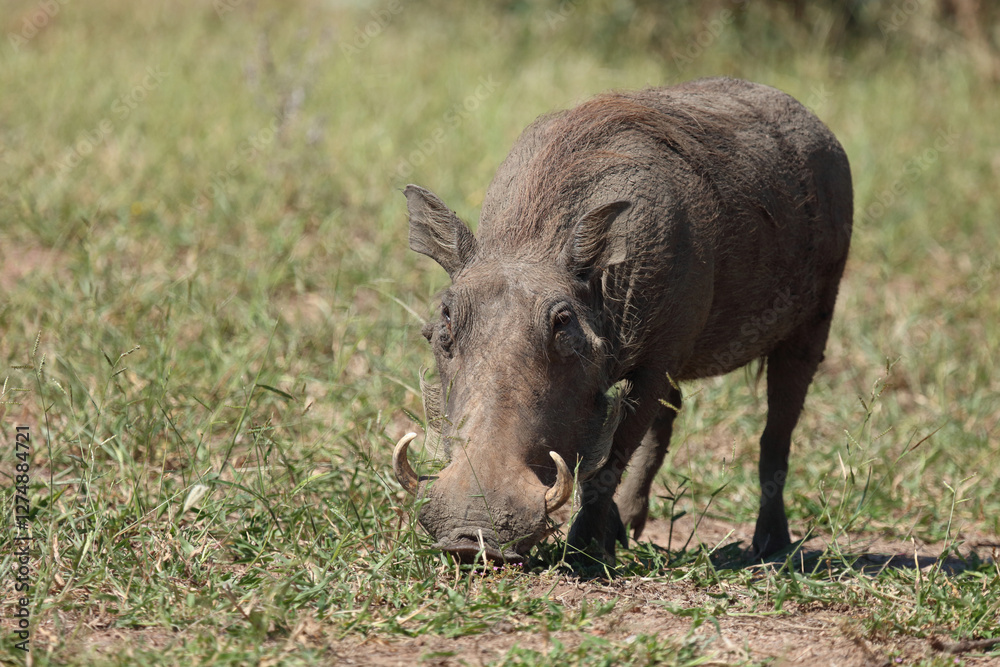 Warzenschwein / Warthog / Phacochoerus africanus.. Warzenschwein / Warthog / Phacochoerus africanus..