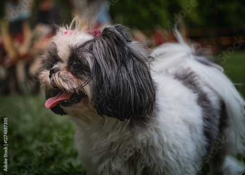 primer plano de perro shih tzu - foto de stock 